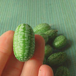 Load image into Gallery viewer, Cucumber (Mexican Sour Gherkin, Cucamelon), &#39;Sandita&#39;

