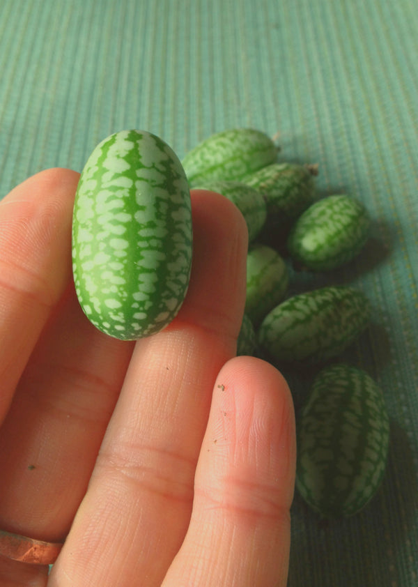 Cucumber (Mexican Sour Gherkin, Cucamelon), 'Sandita'