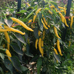 Load image into Gallery viewer, Hot Pepper, &#39;Sarit Gat&#39;
