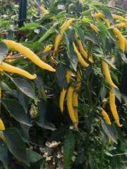 Load image into Gallery viewer, Hot Pepper, &#39;Sarit Gat&#39;
