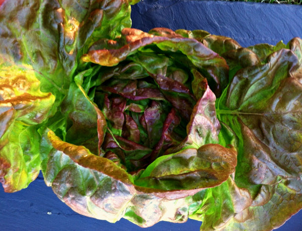 Lettuce, 'Scarlet Butter'