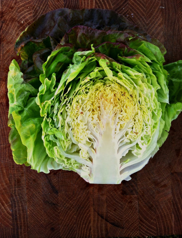 Lettuce, 'Scarlet Butter'