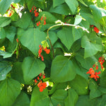 Load image into Gallery viewer, Bean, Pole Runner, &#39;Scarlet Emperor&#39;
