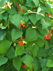 Load image into Gallery viewer, Bean, Pole Runner, &#39;Scarlet Emperor&#39;
