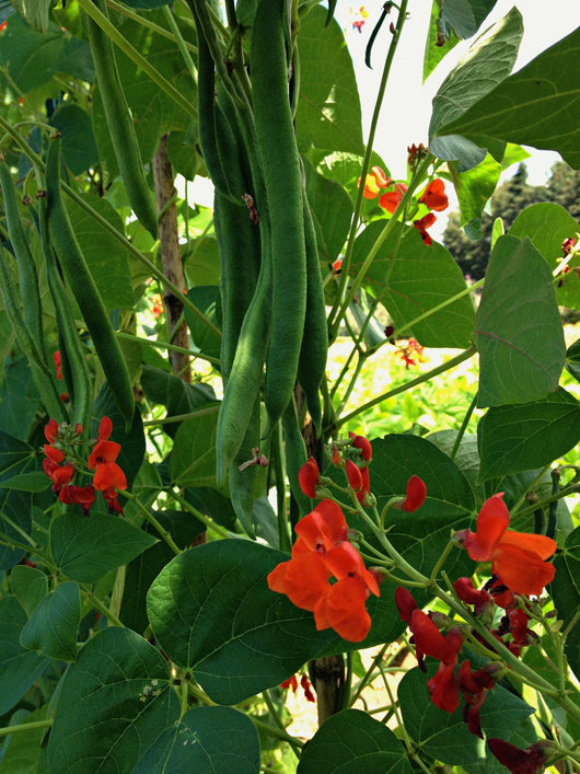 Bean, Pole Runner, 'Scarlet Emperor'
