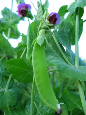 Snow Pea, 'Schweizer Riesen'