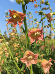 Load image into Gallery viewer, Nicotiana, &#39;Peach Screamer&#39;
