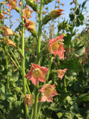 Load image into Gallery viewer, Nicotiana, &#39;Peach Screamer&#39;
