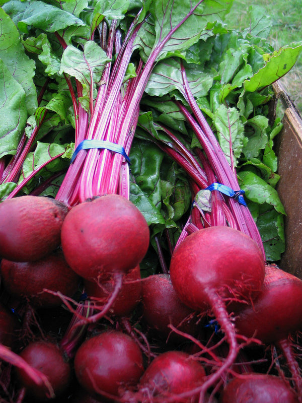 Beet, 'Shiraz Tall Top'