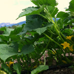 Load image into Gallery viewer, Cucumber, &#39;Silver Slicer&#39;
