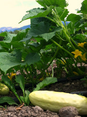 Load image into Gallery viewer, Cucumber, &#39;Silver Slicer&#39;
