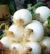 Sweet Onion, 'Siskiyou Sweet'