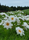 Cosmos, 'Snow Puff'