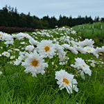 Load image into Gallery viewer, Cosmos, &#39;Snow Puff&#39;
