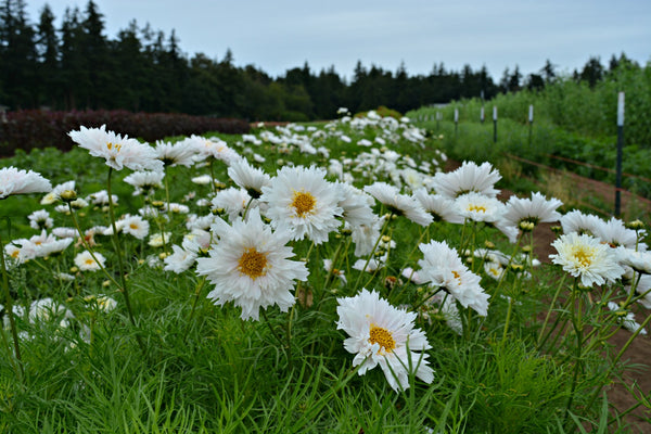 Cosmos, 'Snow Puff'