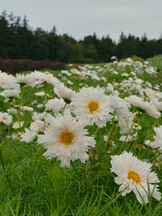 Load image into Gallery viewer, Cosmos, &#39;Snow Puff&#39;
