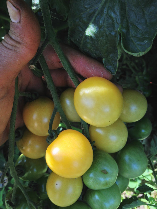 Tomato, 'Snow White'