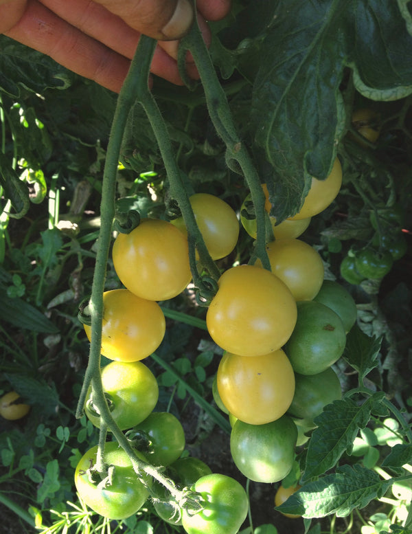 Tomato, 'Snow White'