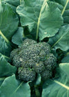 Broccoli, 'Solstice'