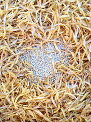 Load image into Gallery viewer, Bean, Pole Dry, &#39;Pescia&#39;
