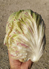 Radicchio (Variegato di Lusia), 'Sorgente'