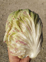 Load image into Gallery viewer, Radicchio (Variegato di Lusia), &#39;Sorgente&#39;
