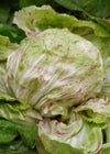 Radicchio (Variegato di Lusia), 'Sorgente'