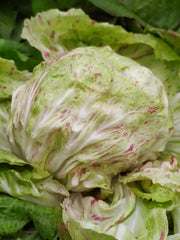 Load image into Gallery viewer, Radicchio (Variegato di Lusia), &#39;Sorgente&#39;
