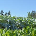 Load image into Gallery viewer, Blood Sorrel
