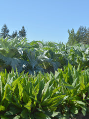 Load image into Gallery viewer, Blood Sorrel
