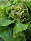 Lettuce, 'Speckled'