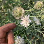 Load image into Gallery viewer, Scabiosa, &#39;Sternkugel&#39;
