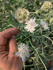 Load image into Gallery viewer, Scabiosa, &#39;Sternkugel&#39;
