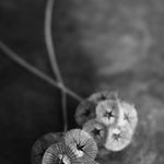 Load image into Gallery viewer, Scabiosa, &#39;Sternkugel&#39;
