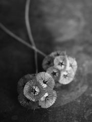 Load image into Gallery viewer, Scabiosa, &#39;Sternkugel&#39;
