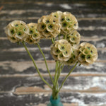 Load image into Gallery viewer, Scabiosa, &#39;Sternkugel&#39;
