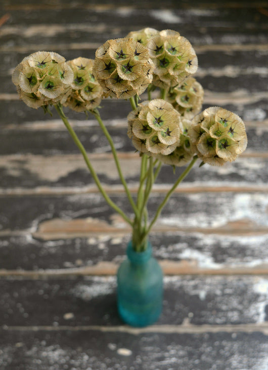 Scabiosa, 'Sternkugel'