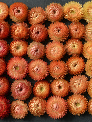 Load image into Gallery viewer, Strawflower, &#39;Apricot Peach Mix&#39;
