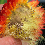 Load image into Gallery viewer, Strawflower, &#39;Monstrosum Fireball&#39;
