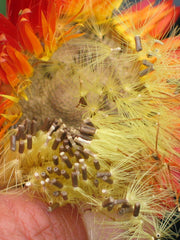 Load image into Gallery viewer, Strawflower, &#39;Monstrosum Fireball&#39;
