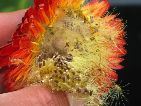 Strawflower, 'Monstrosum Fireball'