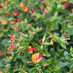 Load image into Gallery viewer, Four O&#39;Clocks, &#39;Strega&#39;
