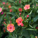 Load image into Gallery viewer, Four O&#39;Clocks, &#39;Strega&#39;
