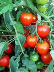 Load image into Gallery viewer, Tomato, &#39;Stupice&#39;
