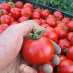 Load image into Gallery viewer, Tomato, &#39;Stupice&#39;
