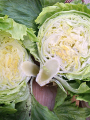 Load image into Gallery viewer, Lettuce, &#39;Summertime&#39;
