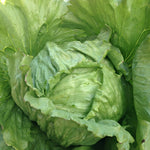 Load image into Gallery viewer, Lettuce, &#39;Summertime&#39;
