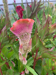 Load image into Gallery viewer, Celosia, &#39;Supercrest and Friends&#39;
