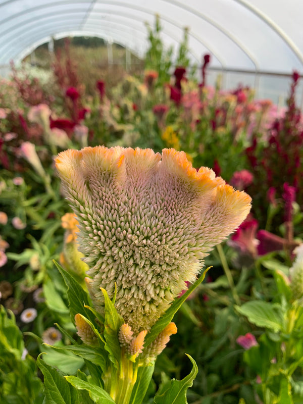 Celosia, 'Supercrest and Friends'