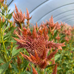 Load image into Gallery viewer, Celosia, &#39;Supercrest and Friends&#39;
